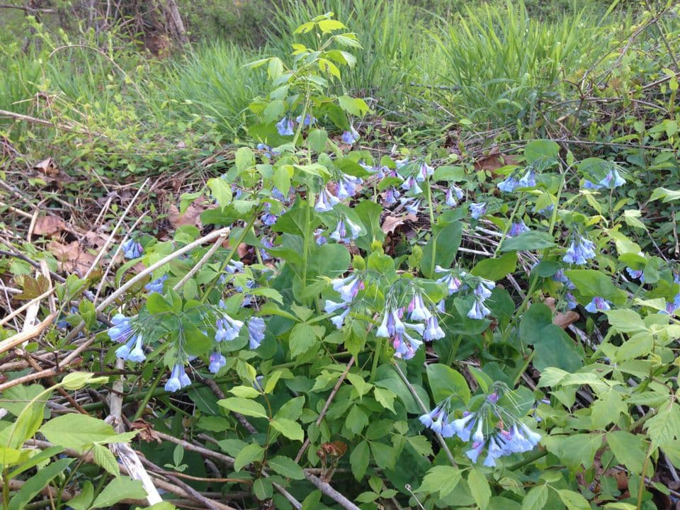 Virginisches Blauglöckchen 8