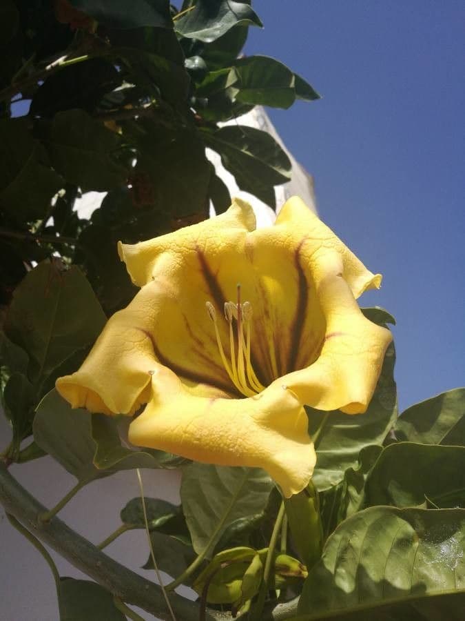 Solandra 3