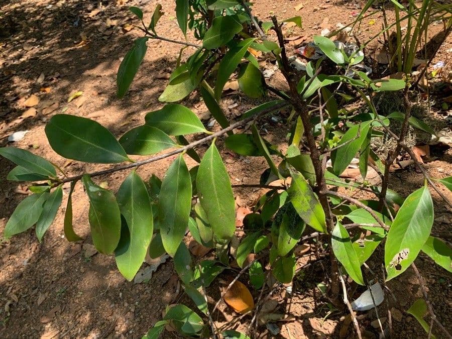 Garcinia 16