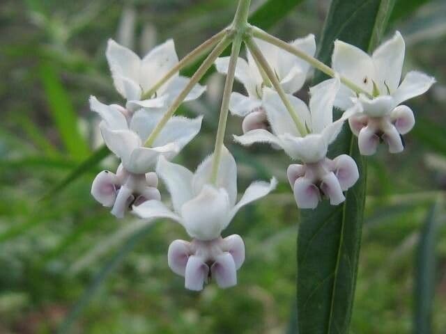 Gomphocarpus physocarpus 22