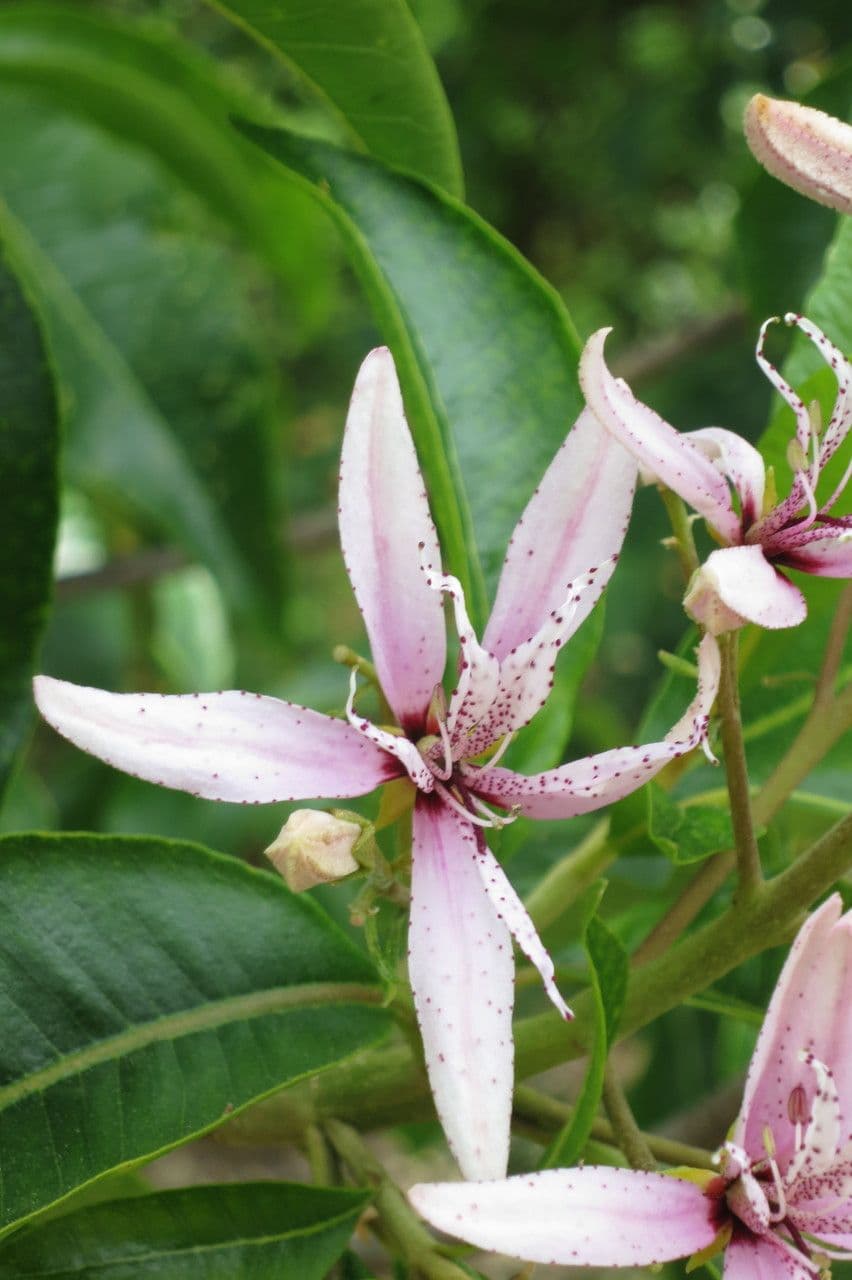 Calodendrum 24