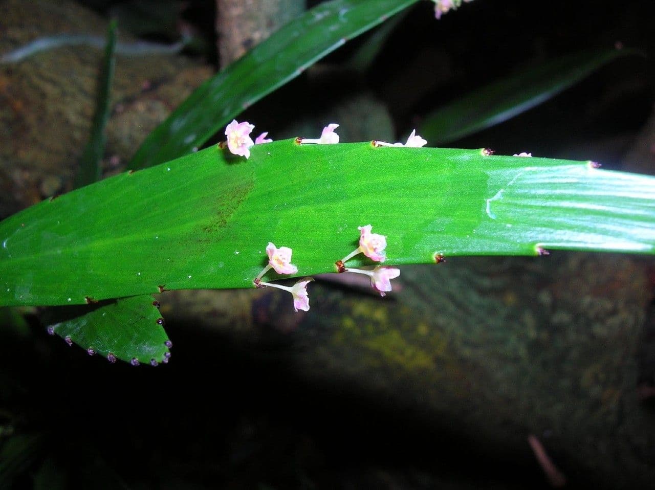 Foliage flower 4