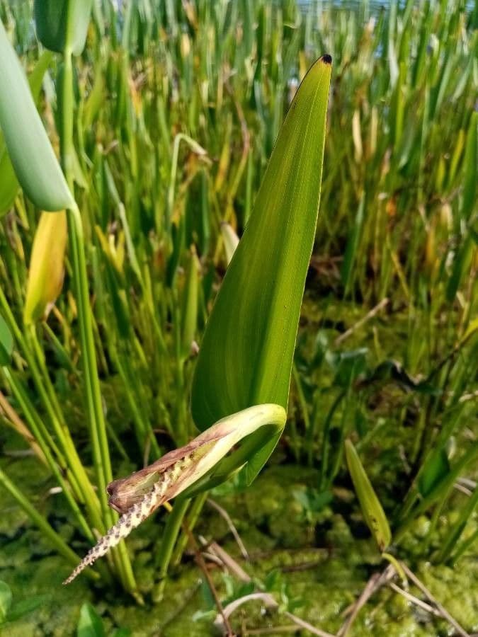 Pontederia 4