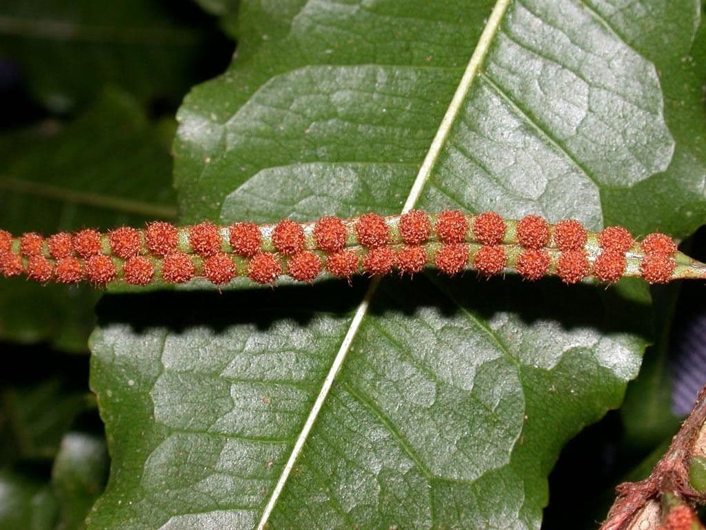 Microgramma 11