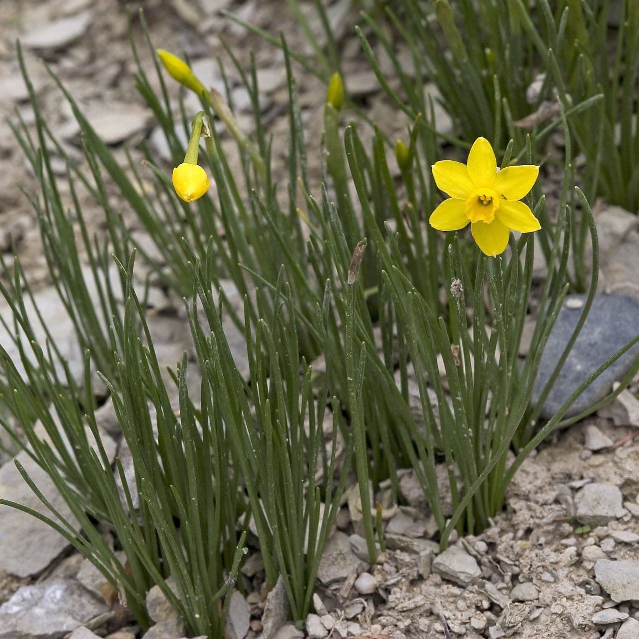 Narciso 9