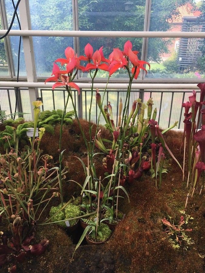 Disa uniflora 7