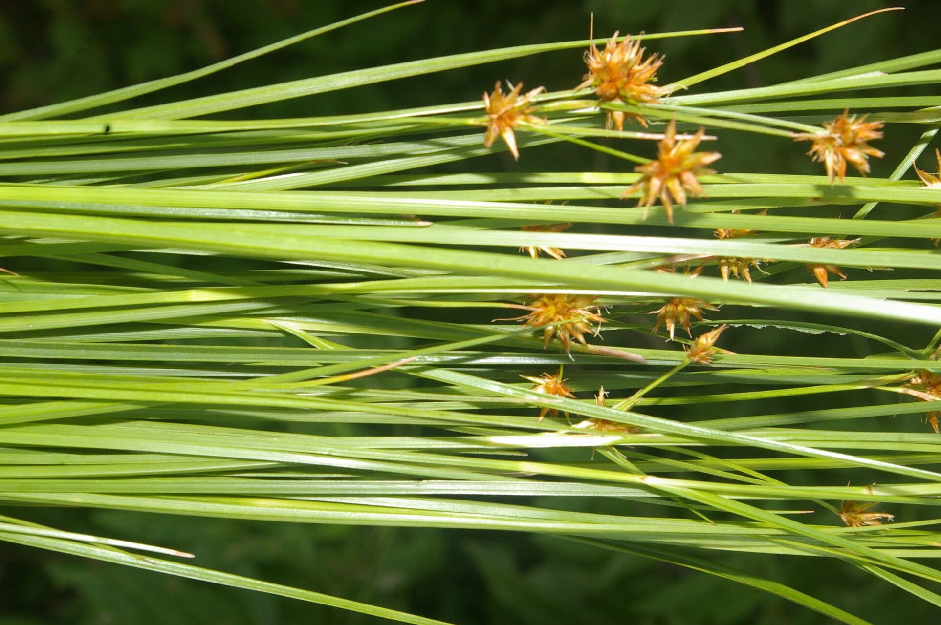 Rhynchospora 14
