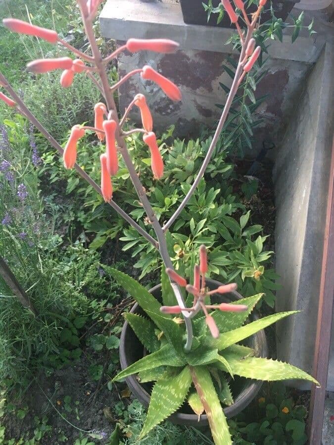 Aloe 6