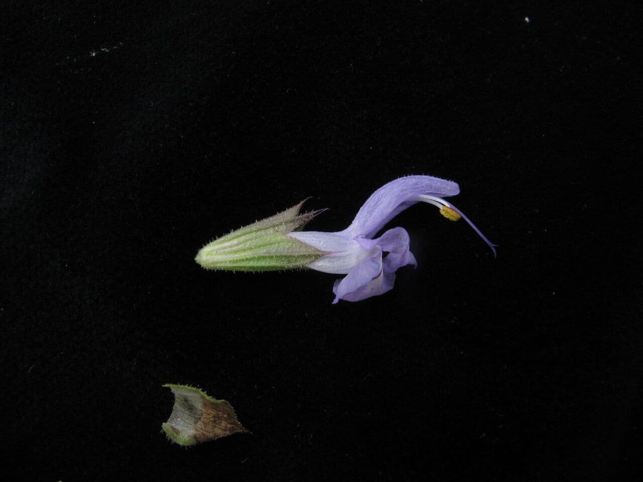 Salvia 5
