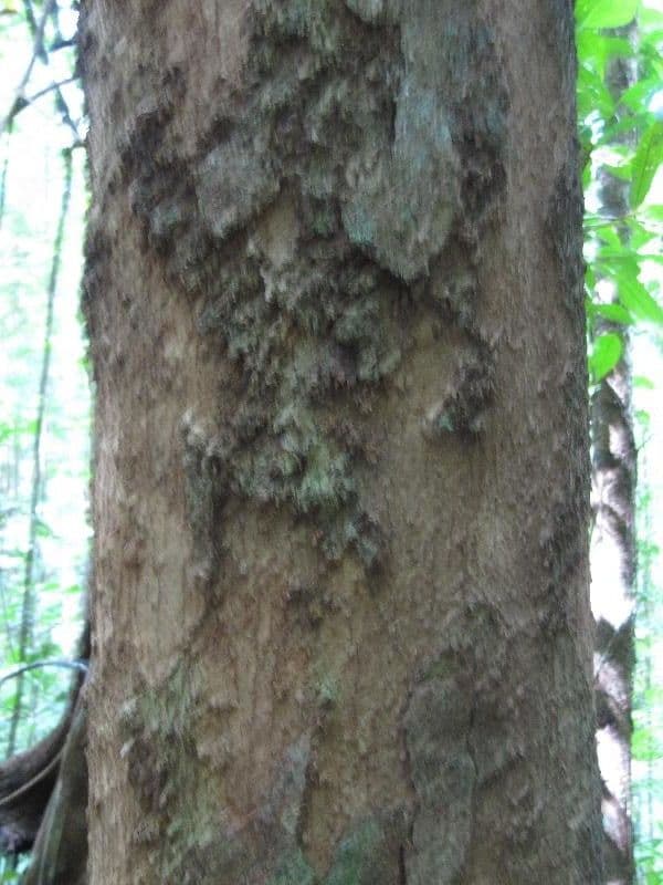 Sextonia 8