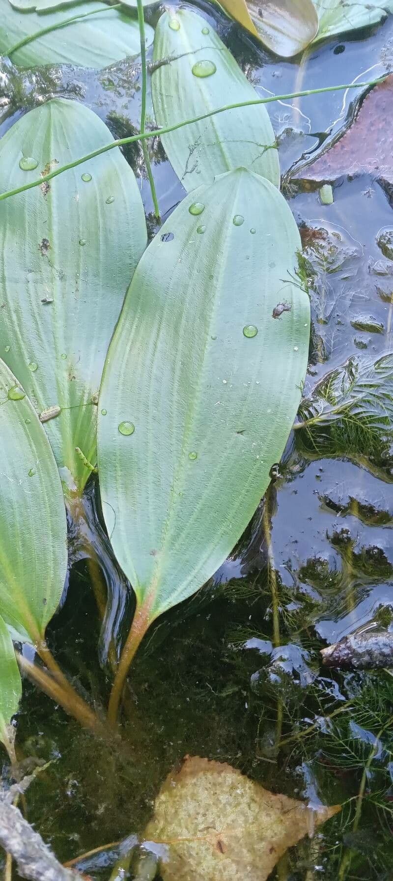 Potamogeto natante 17