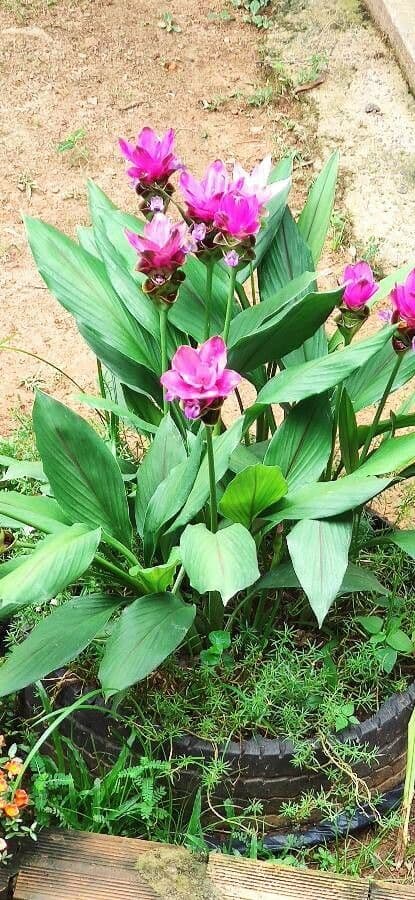 Siam-Tulpe 25