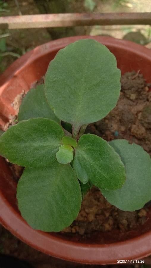Kalanchoe 17