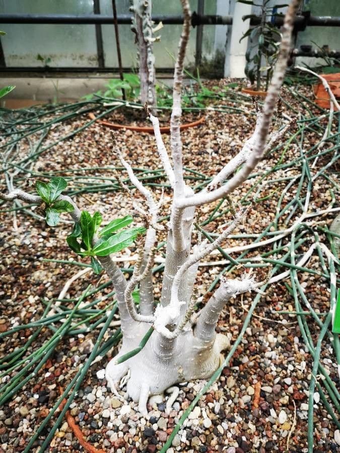 Pachypodium 20