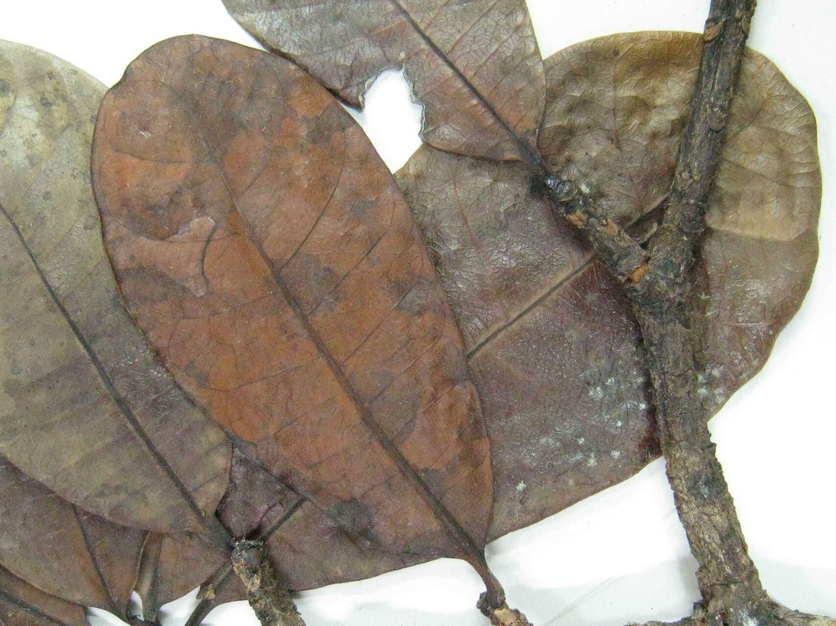Himatanthus 19