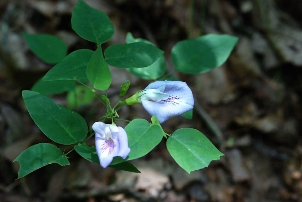 Clitoria 8