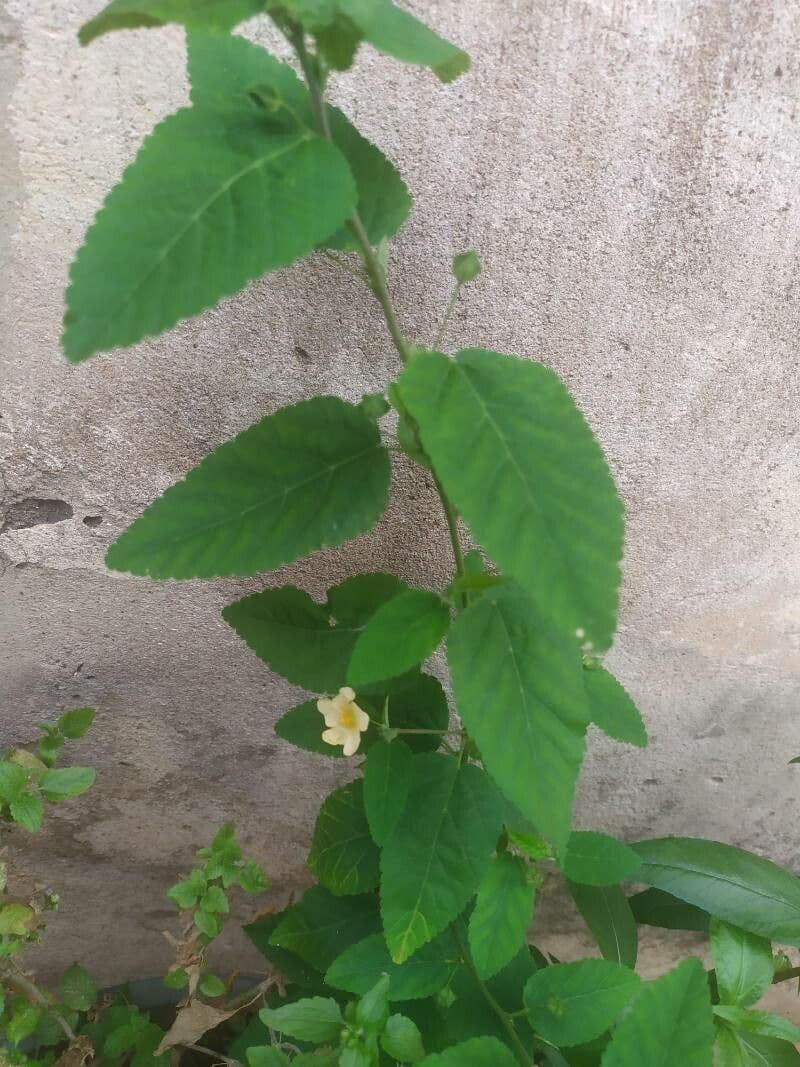 Sida cordifolia 15