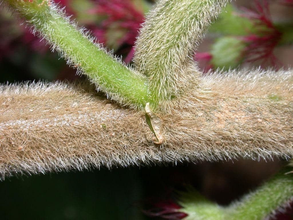 Acalypha a spiga grande 22