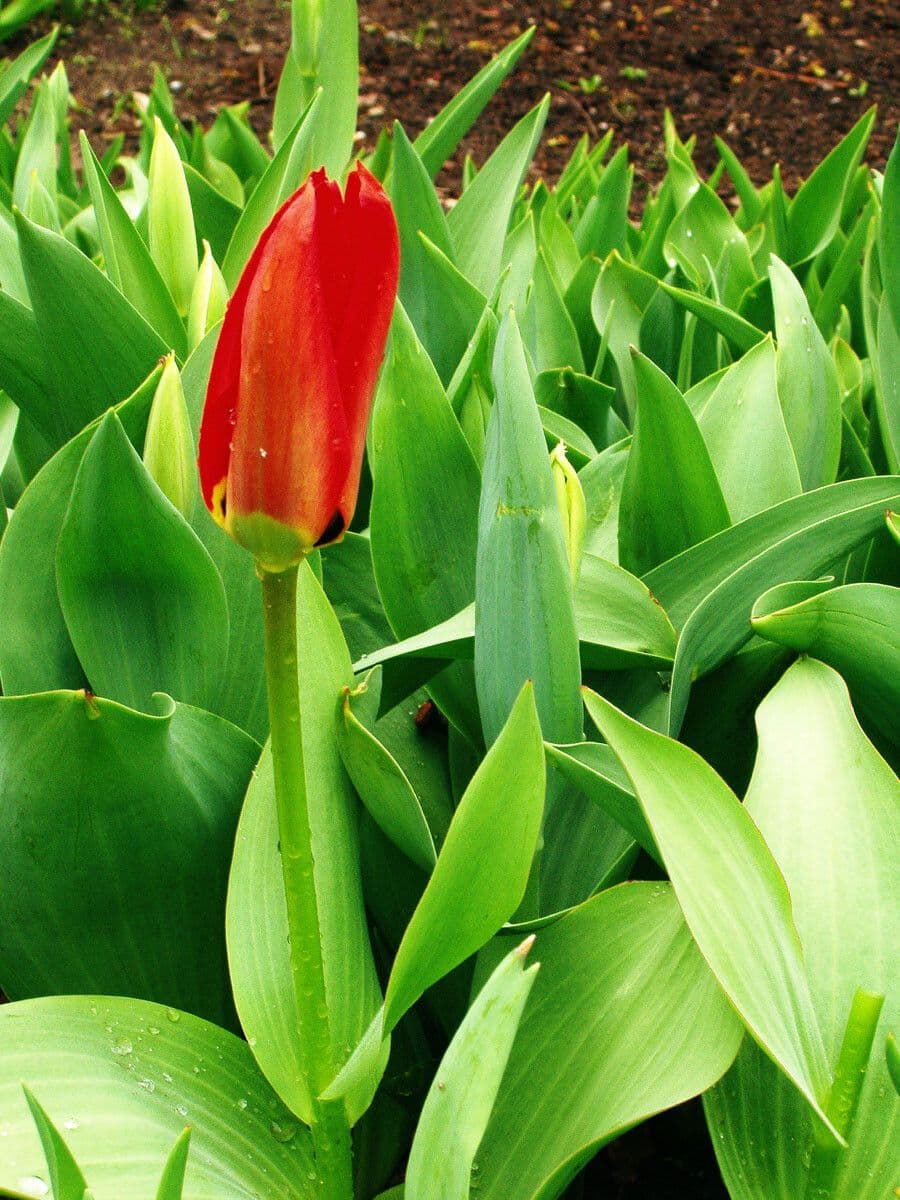 Tulipano di Gesner 17