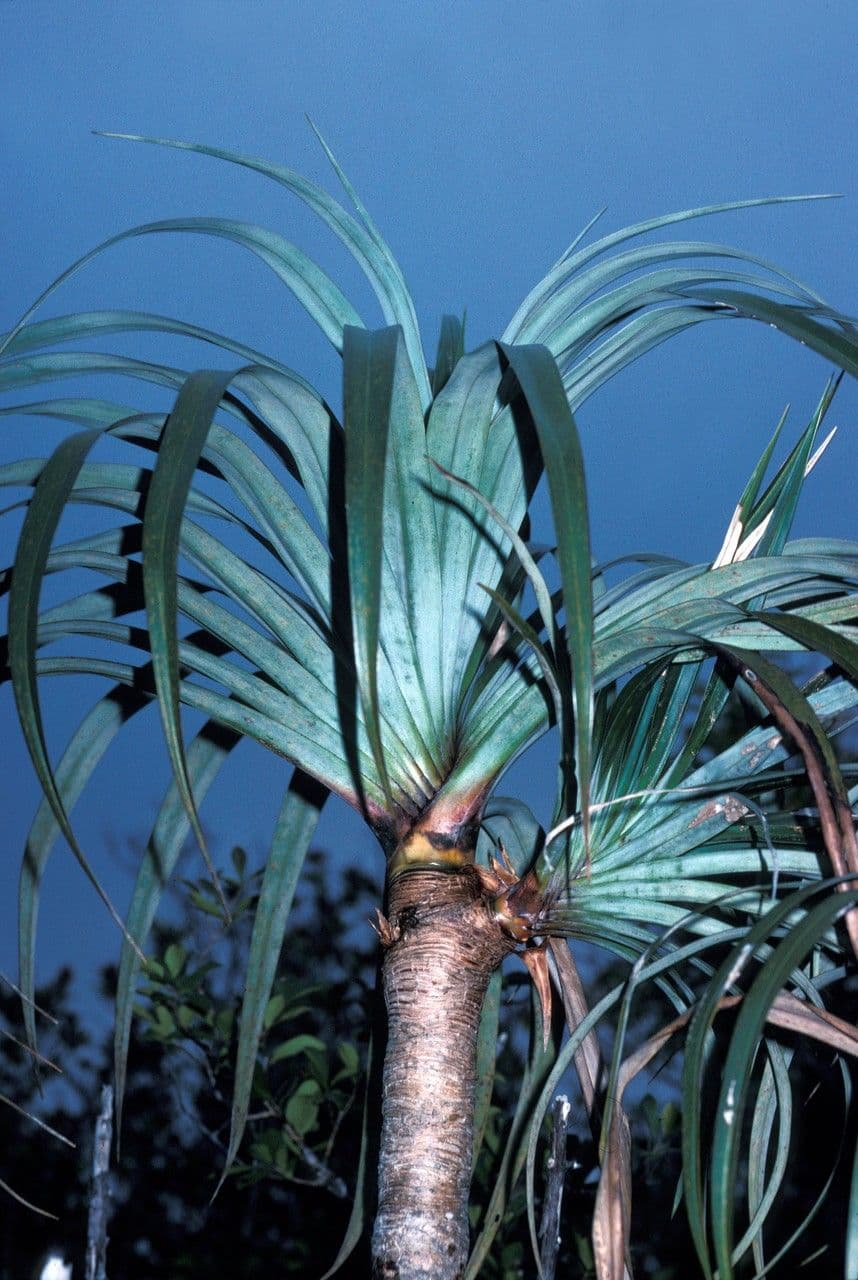 Pandanus 15