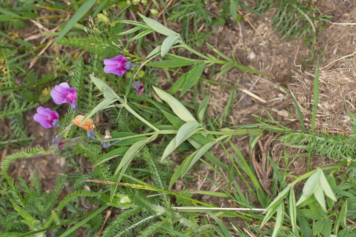 Groszek skrzydlasty 11