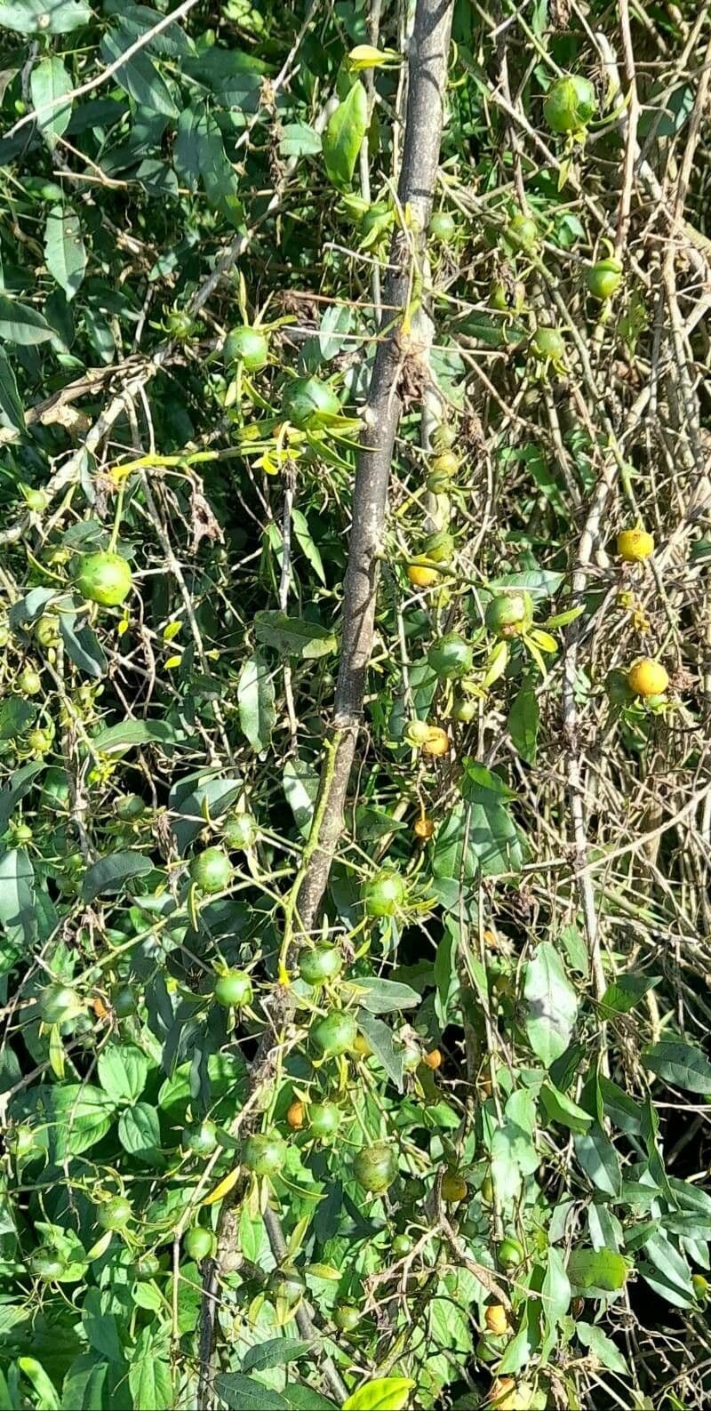Pereskia 14