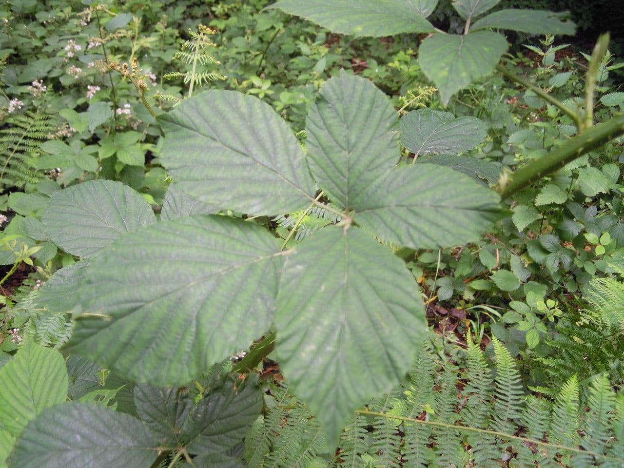 Rovo 10