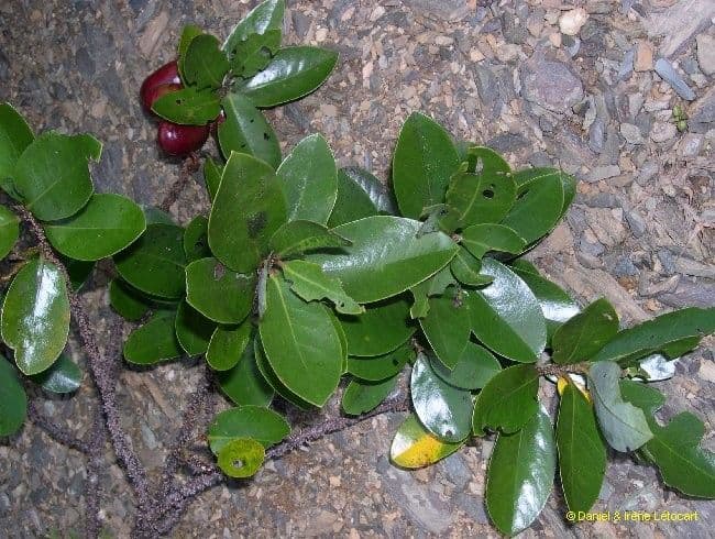 Cryptocarya 7
