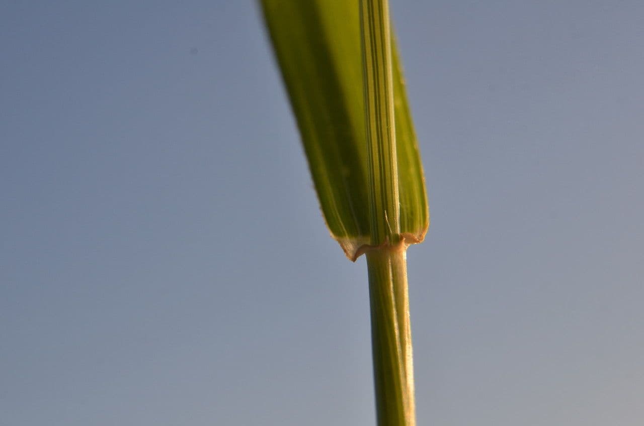 Aegilops ventricosa 16