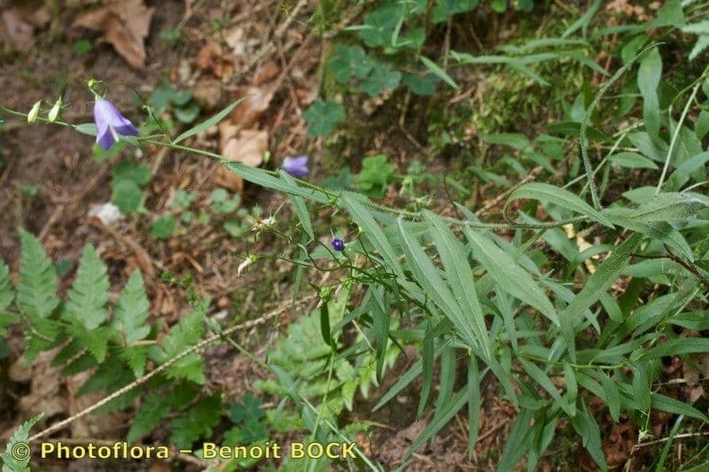 Baumgartens Glockenblume 2