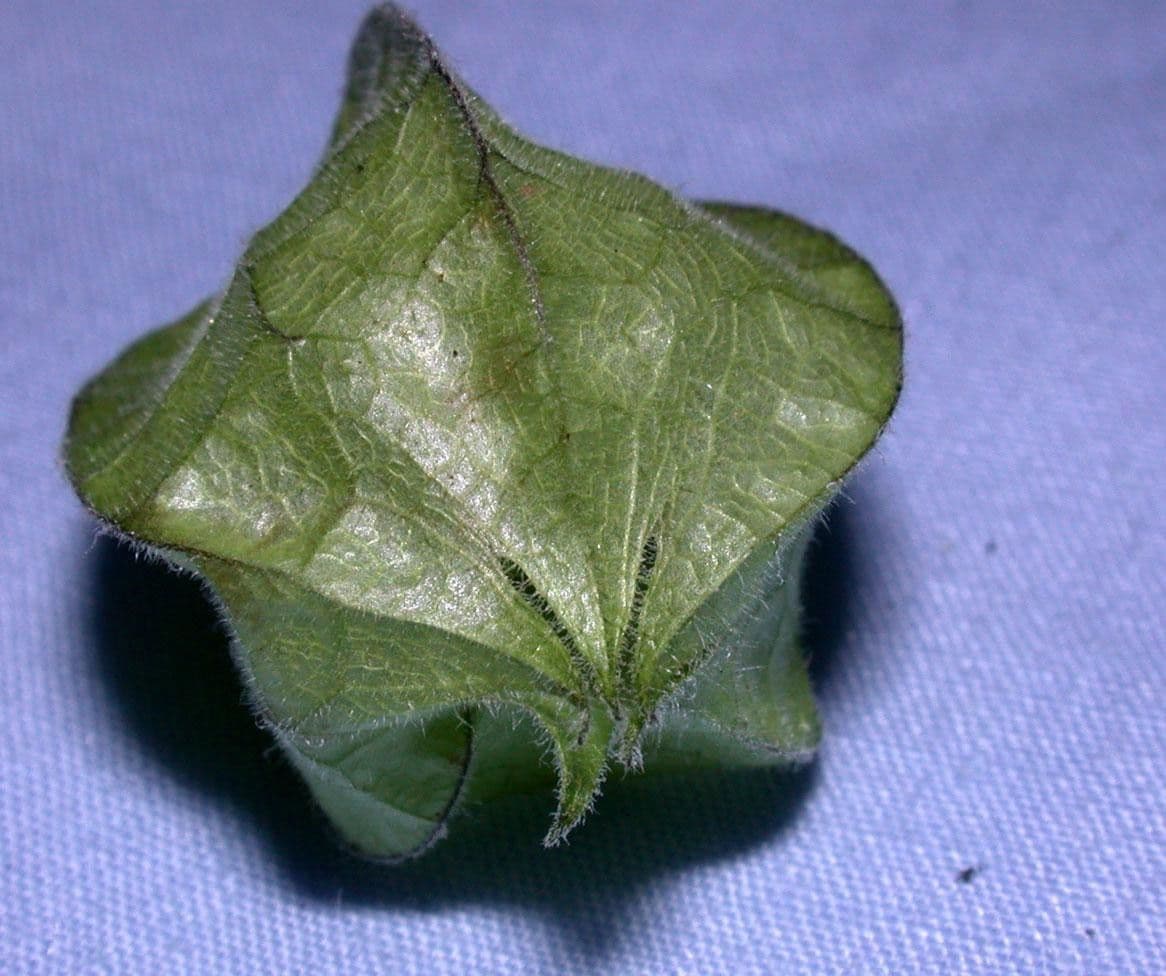Physalis pubescent 28