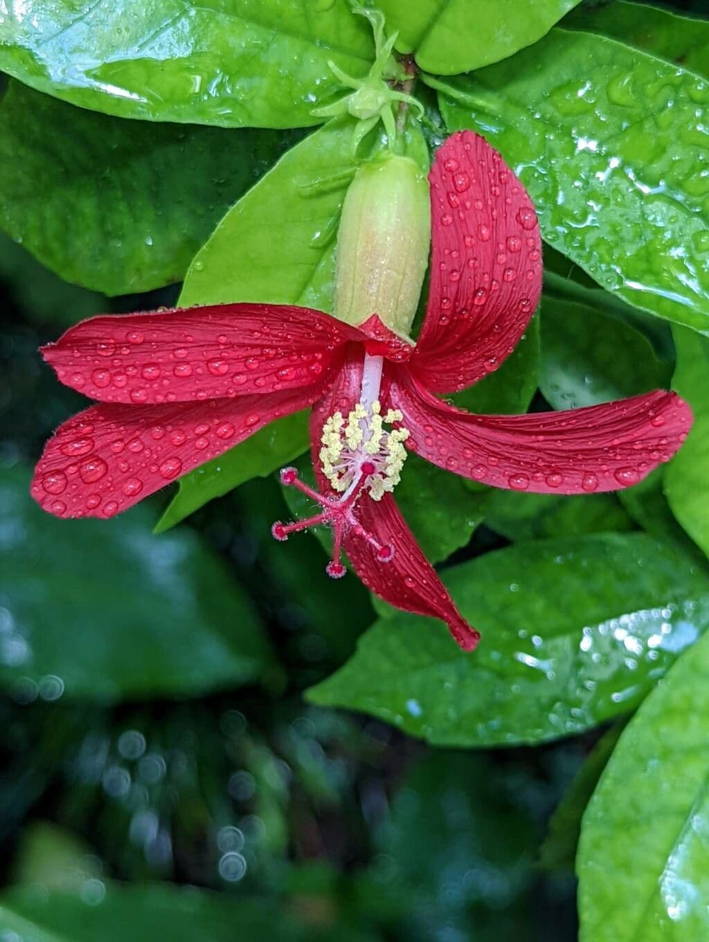 Hibiskus