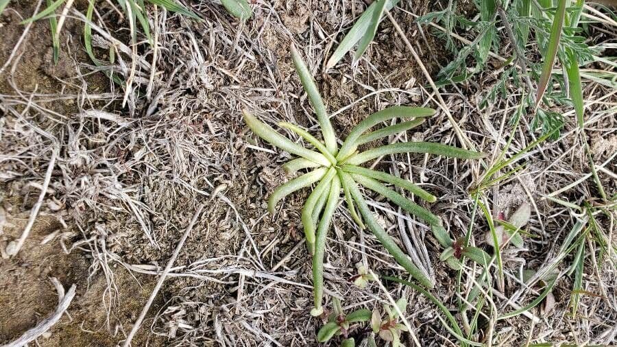 Lewisia 14