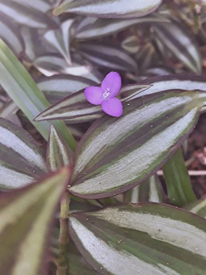 Tradescantia 7