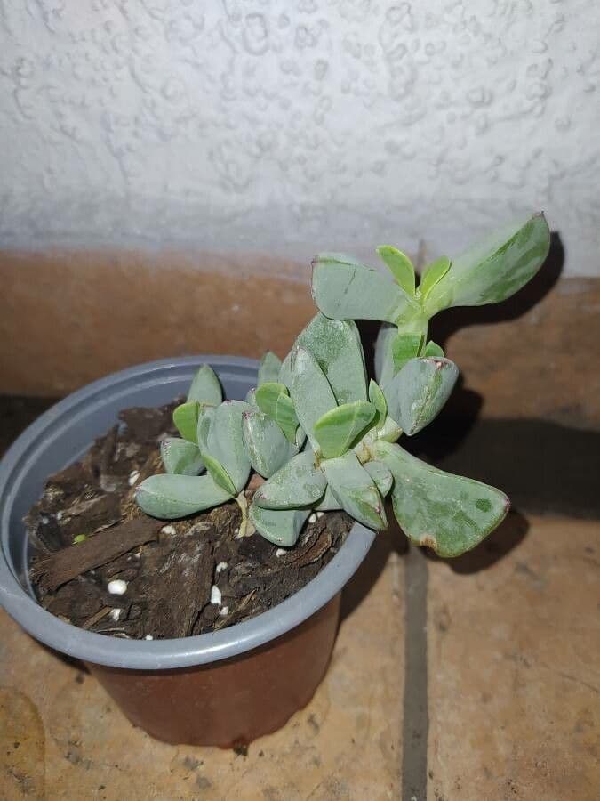 Cheiridopsis 7