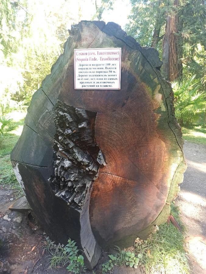 Sequoia sempreverde 26