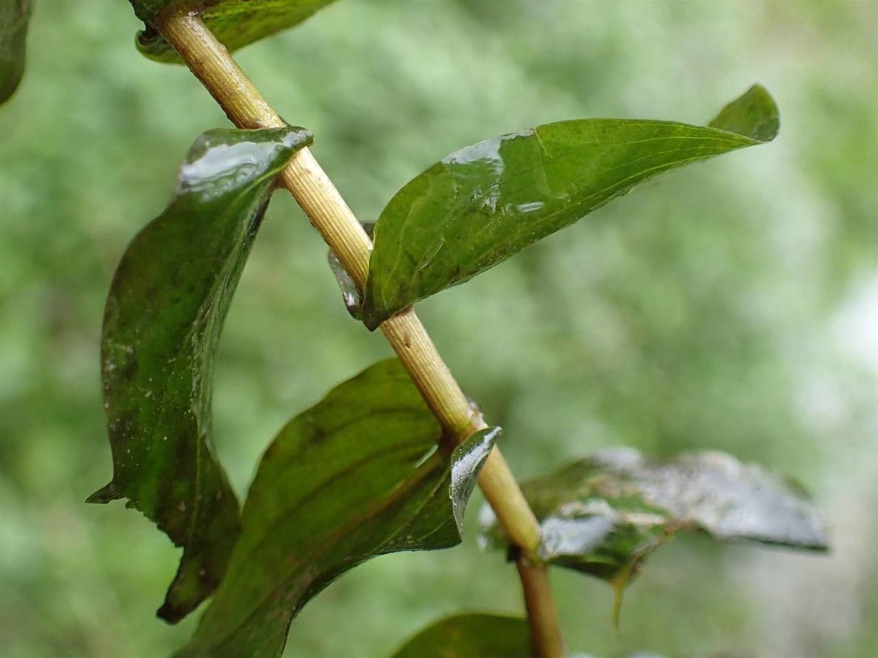 Brasca perfoliata 19