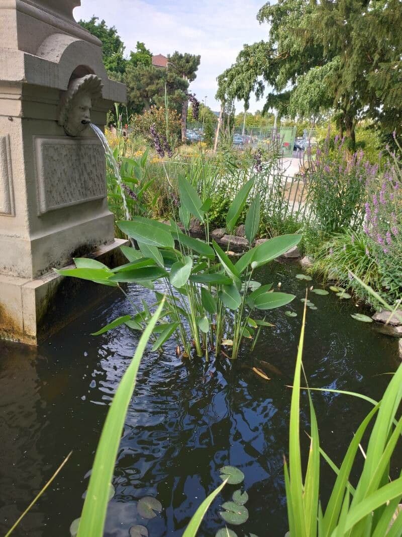 Thalia dealbata 15