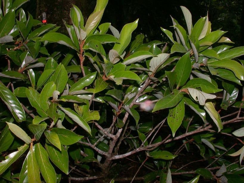 Ocotea 13
