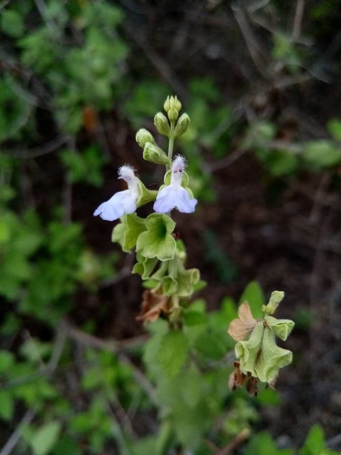 Salvia a grappoli 2