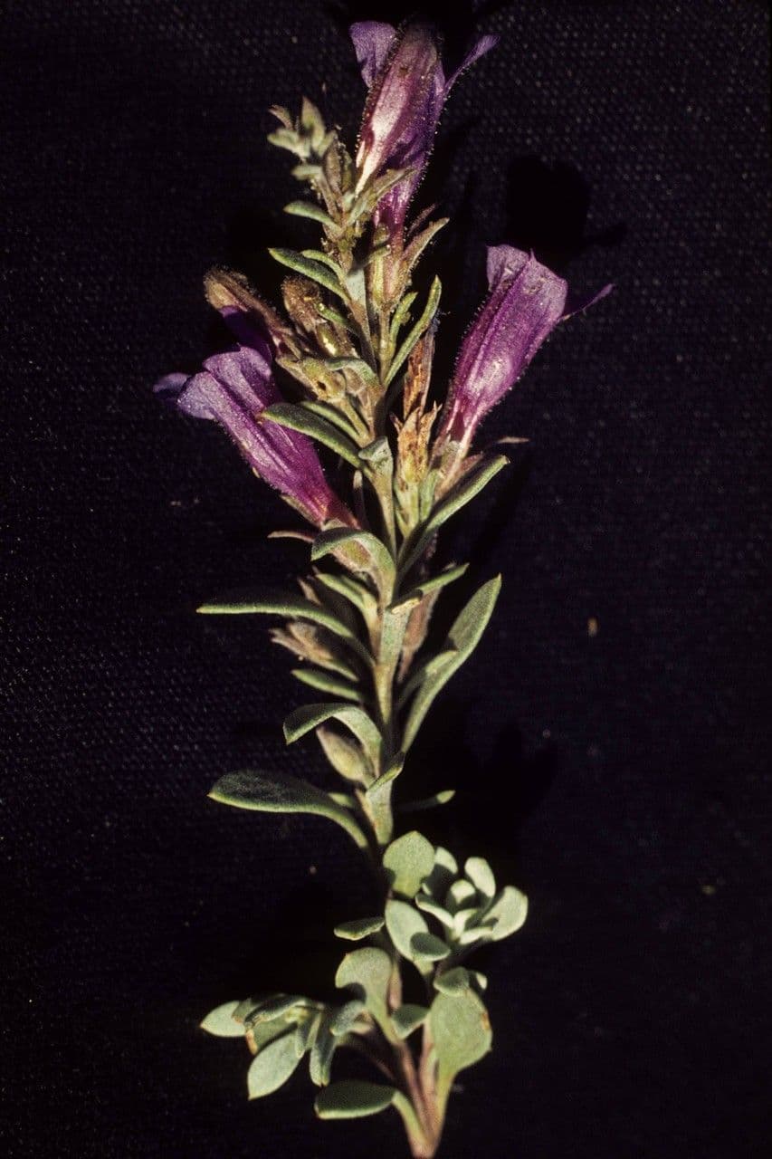 Penstemon