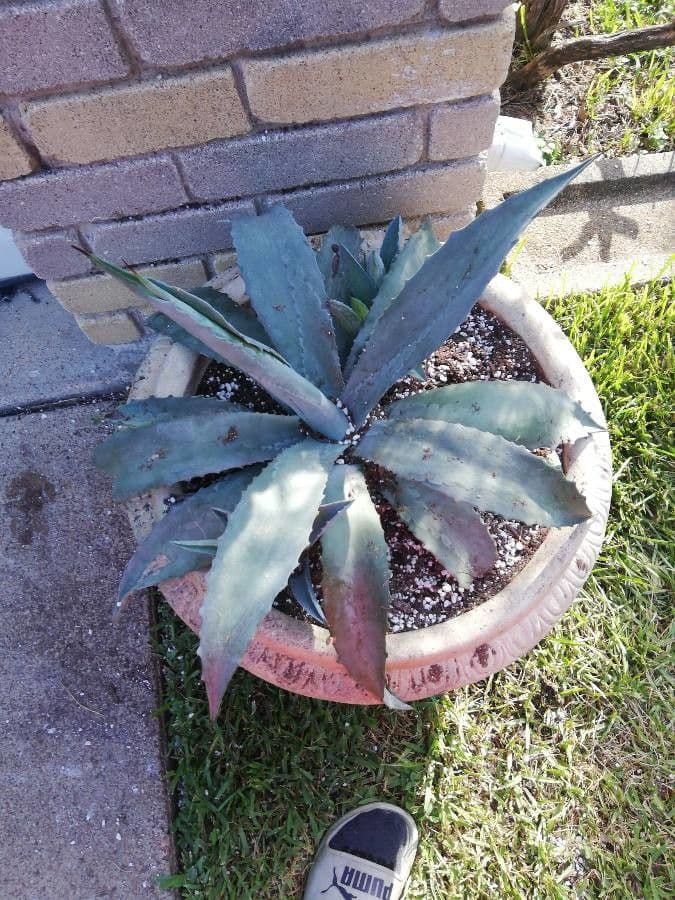 Tequila-Agave 6