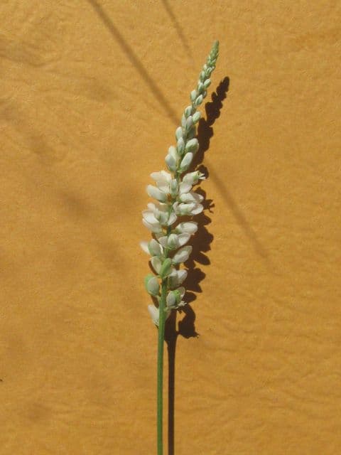 Polygale blanc 2