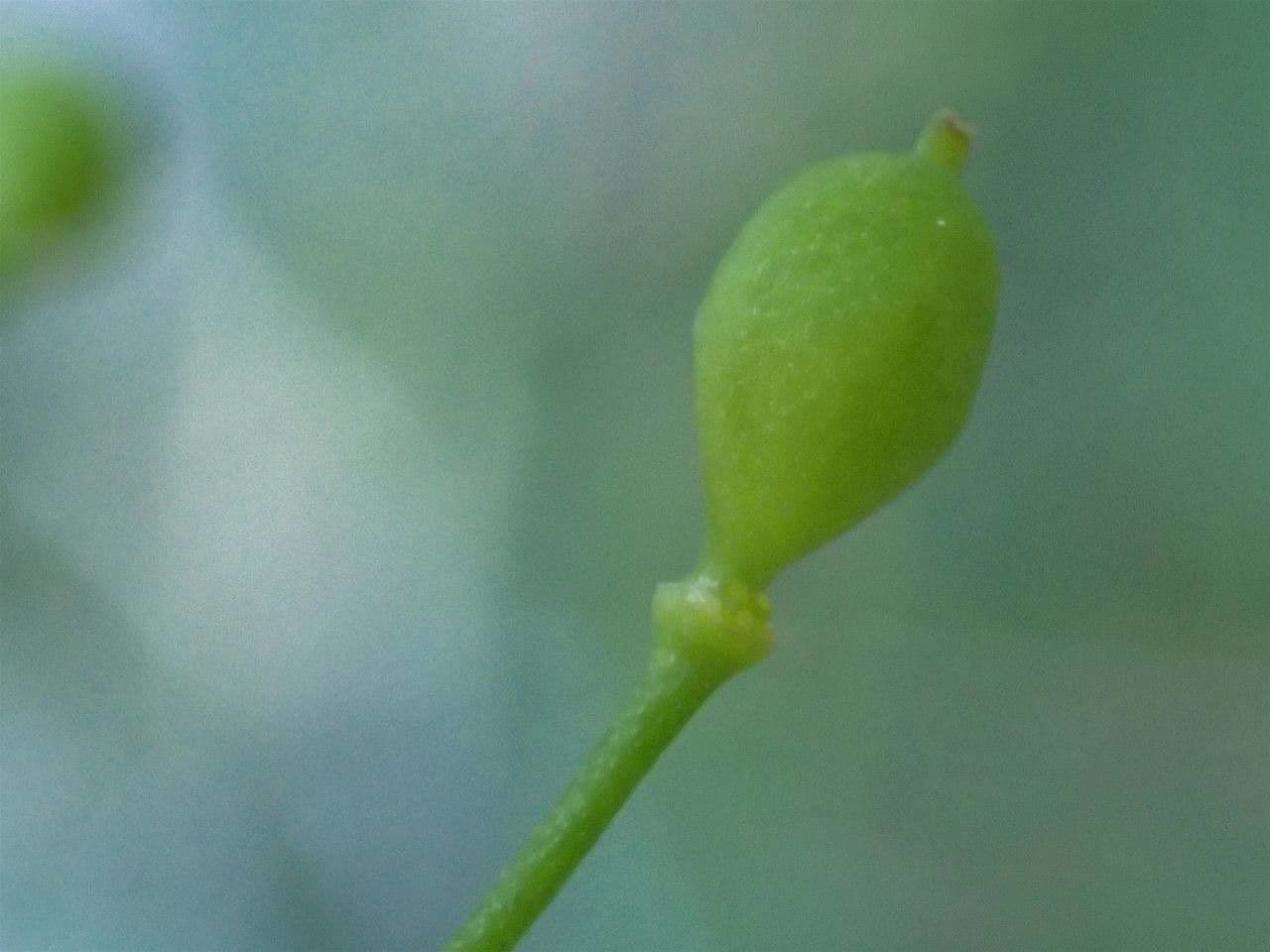 Coclearia sassifraga 3