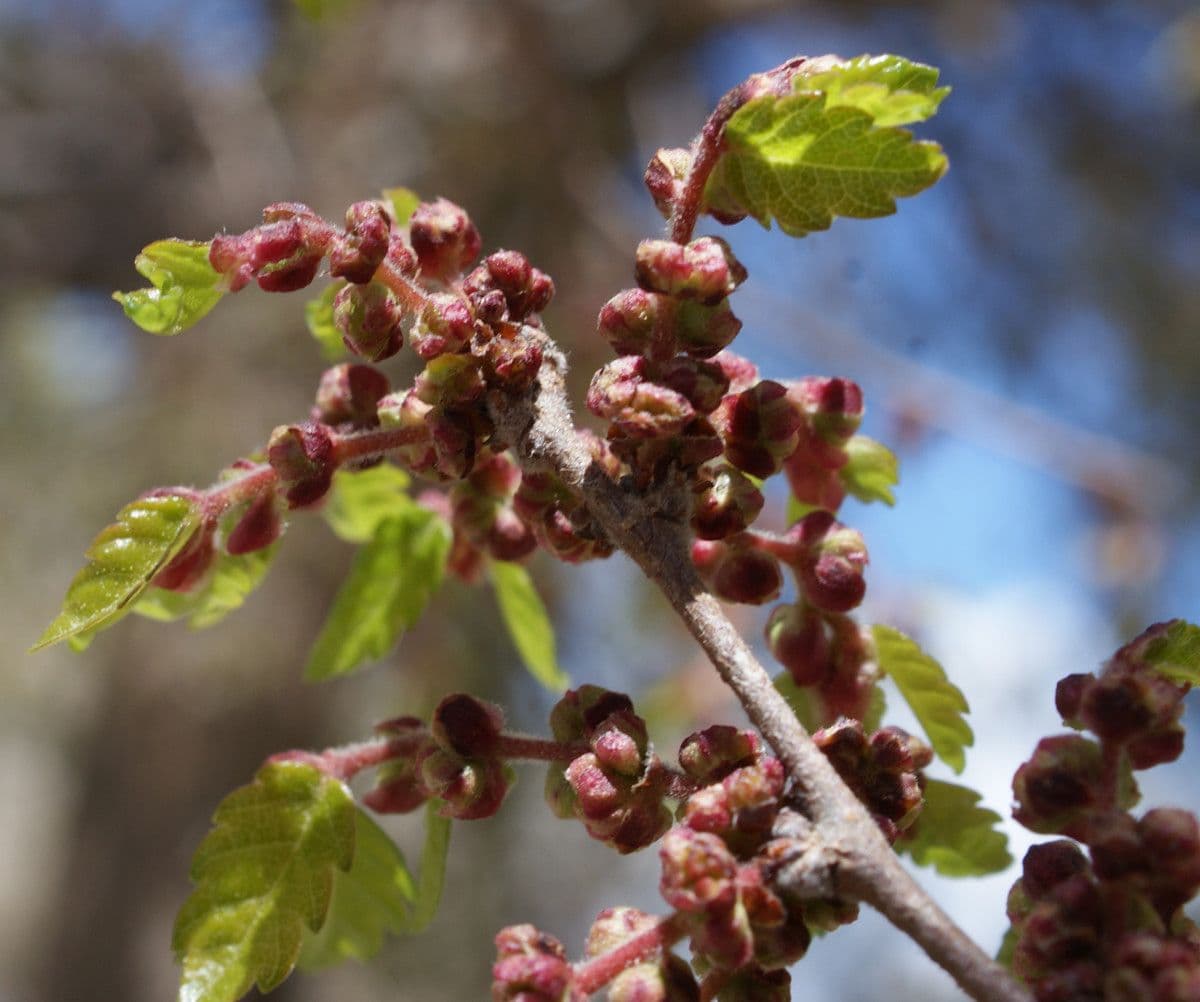 Zelkova cretese