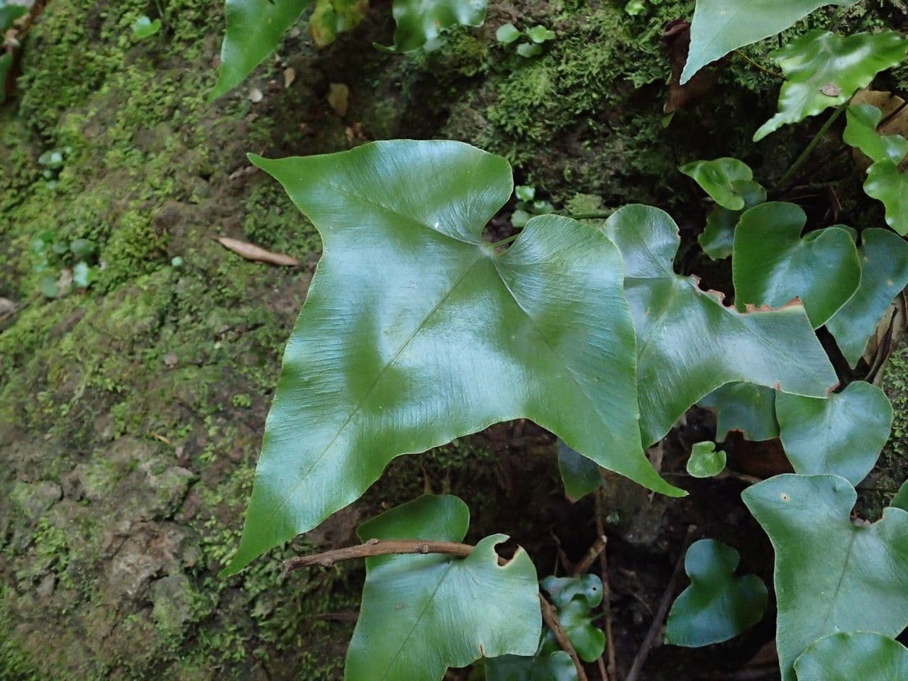 Asplenium hemionitis 15