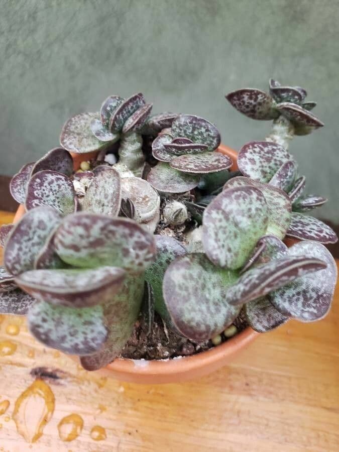 Adromischus 5