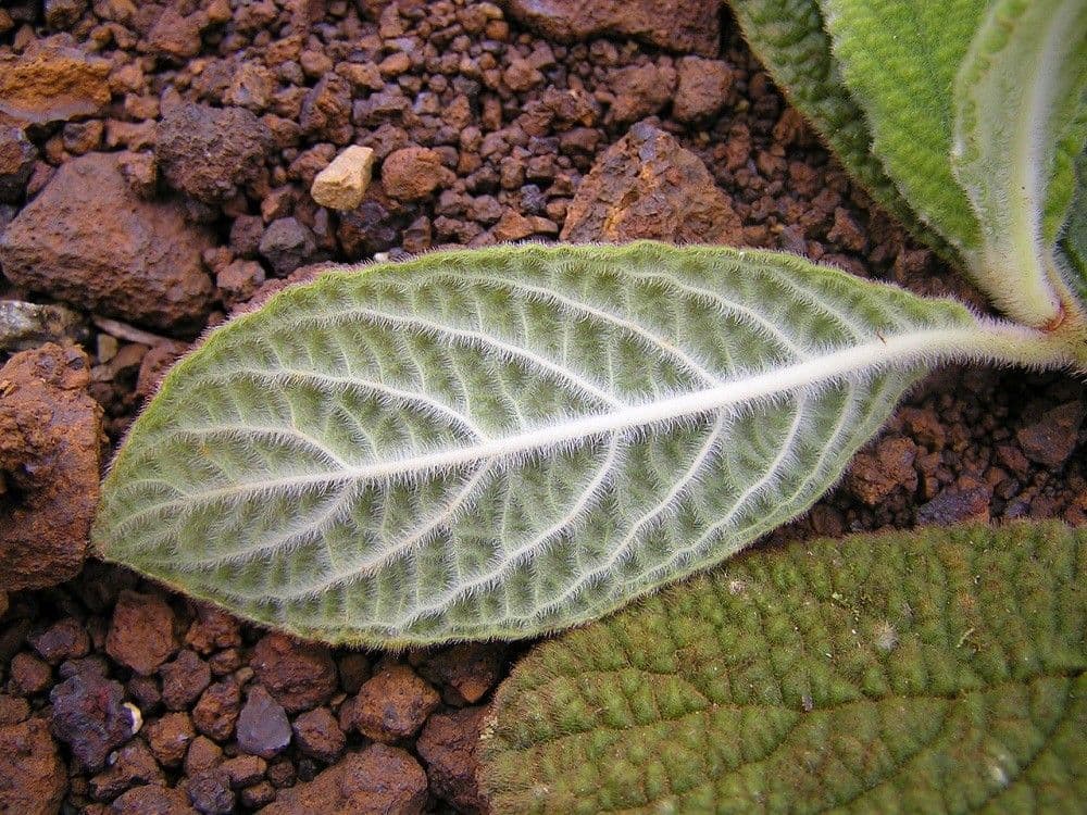 Psicotria peloscura 7