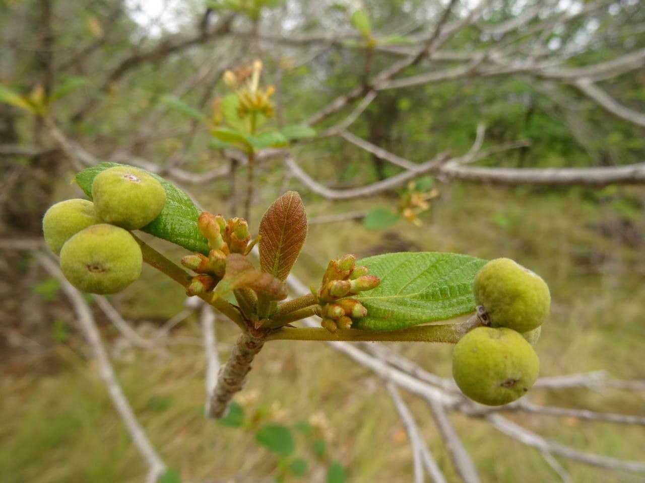 Guettarda scabra