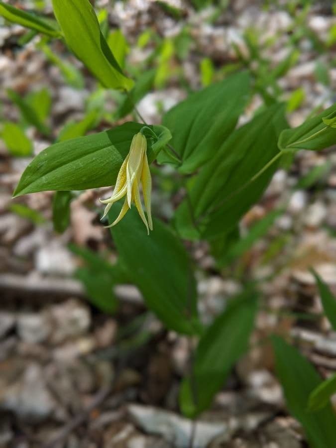 Uvularia perfoliata 3